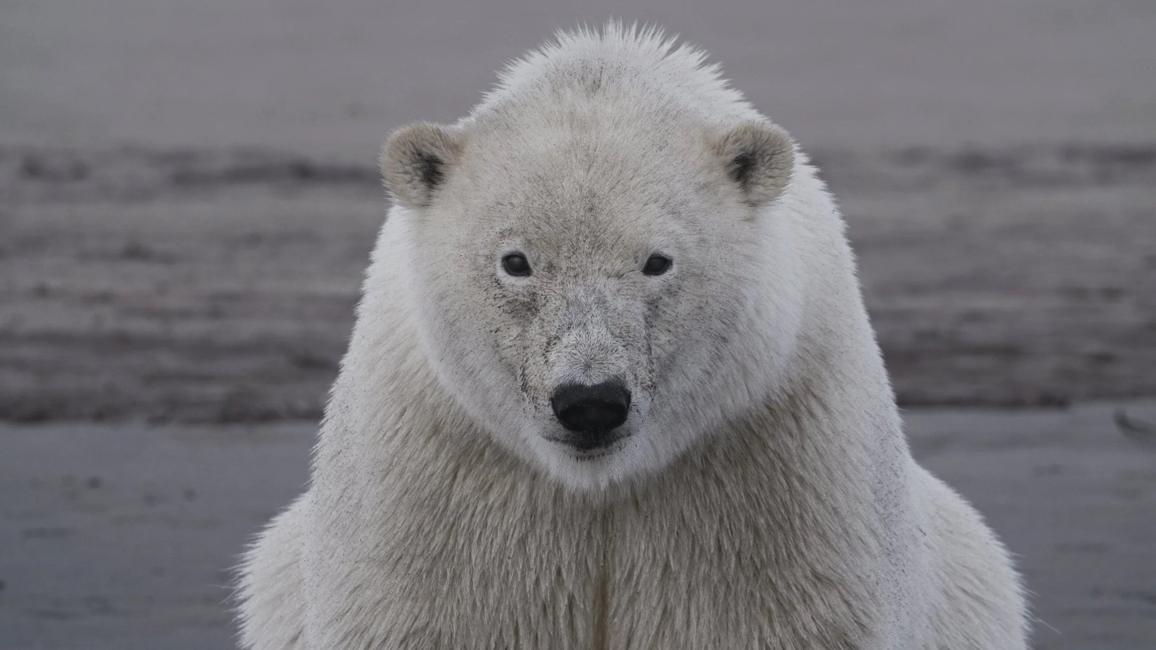Trade+Secret+polar+bear